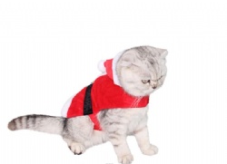 Christmas clothes for cat